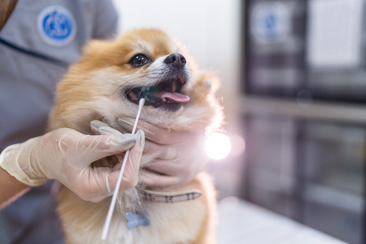 Как спасти собаку, если она подавилась | Ветеринария и жизнь