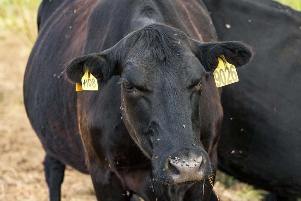 DNA analysis required to use semen from imported bulls