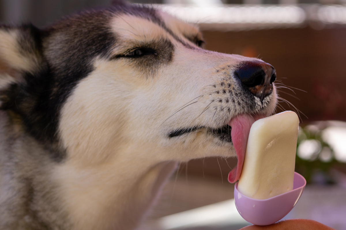 Кинологи рассказали, как приготовить мороженое для собак