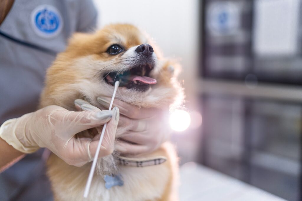 Ученые предлагают использовать экстракт выдержанного чеснока для лечения десен у собак