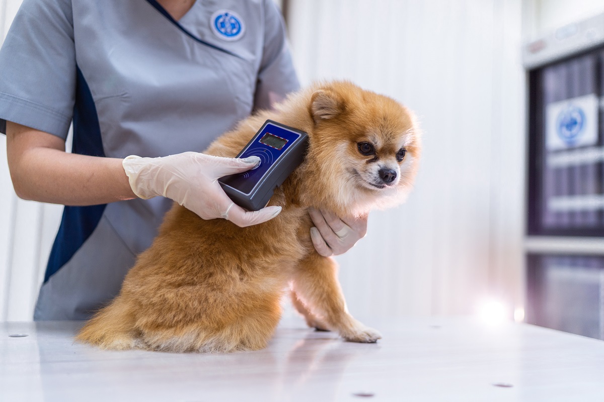 Студент ДГТУ разрабатывает тест-систему для ранней диагностики облысения у собак