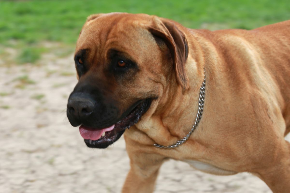 За выгул собак без намордника введут штрафы до 30 тыс. рублей | Ветеринария  и жизнь