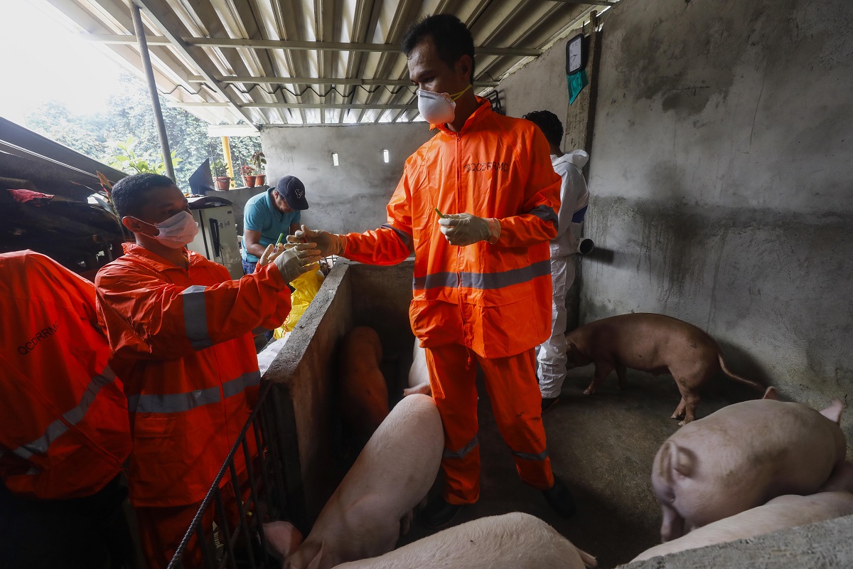 ВОЗЖ определила требования к вакцине против африканской чумы свиней