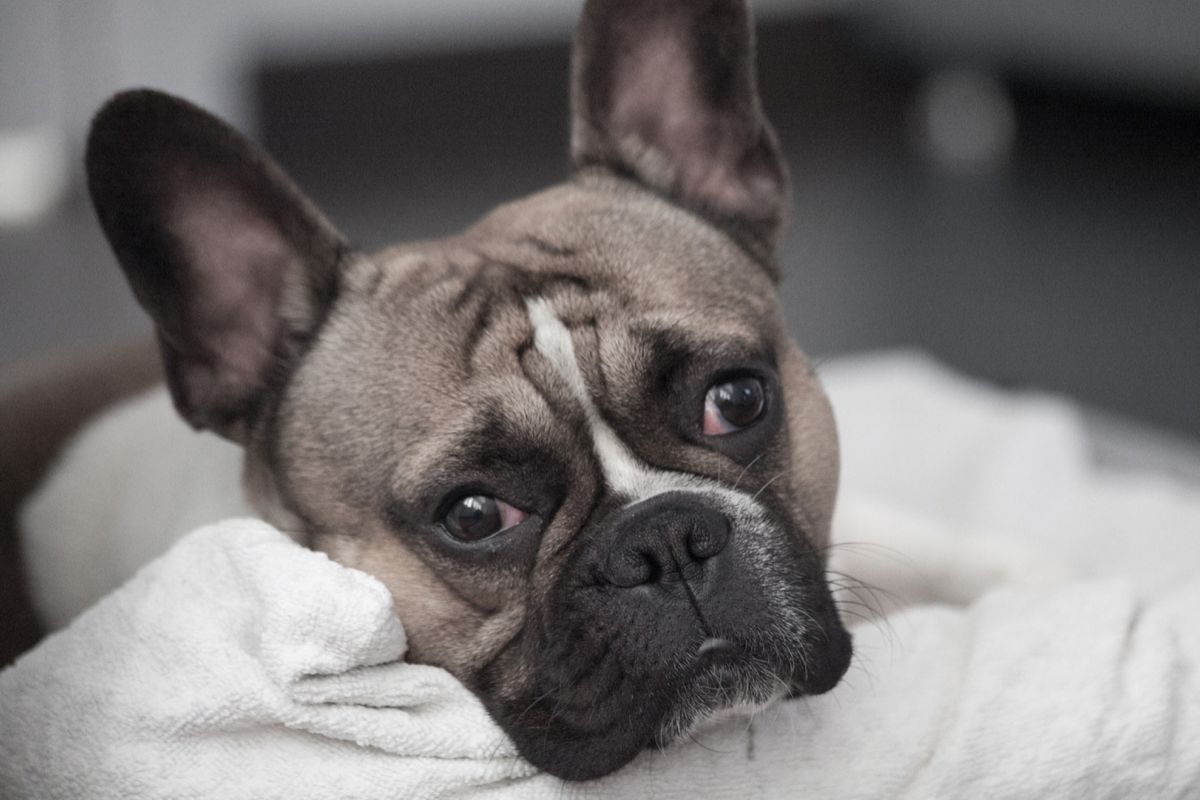 Дрессировщик пояснила связь проблемного поведения с болью у собаки