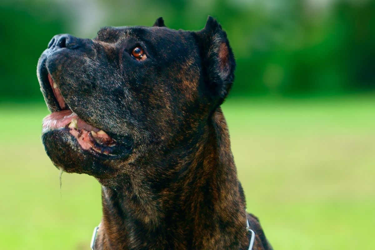 Госдуме предложили запретить разведение потенциально опасных собак в квартирах
