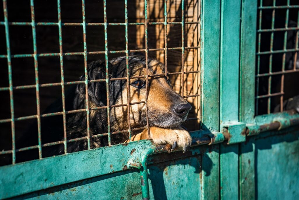 Где в России разрешили эвтаназию бездомных собак