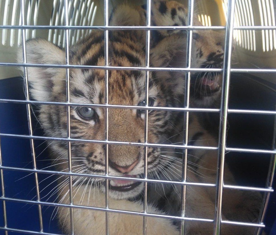 Таможенники пресекли незаконный вывоз трехмесячных тигрят и львят в Казахстан