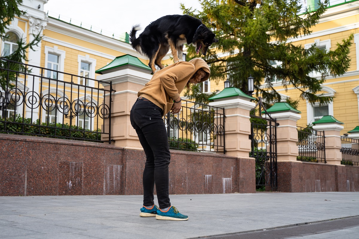 Кинолог рассказал о бесполезности попыток владельца показать собаке, «кто  главный в доме» | Ветеринария и жизнь