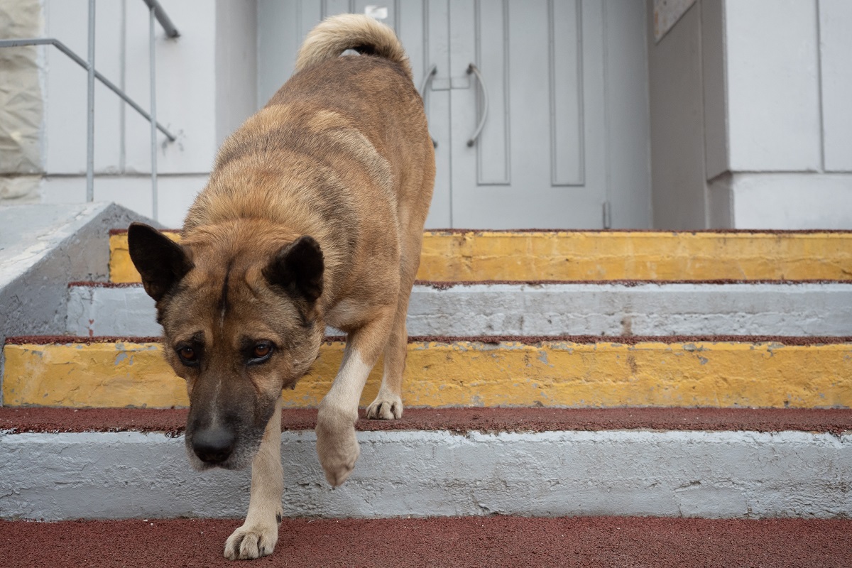 В Вологодской области ввели штраф за самовыгул собак | Ветеринария и жизнь