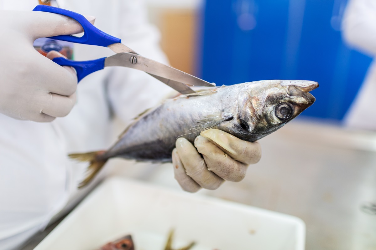 Россельхознадзор запросил у японских коллег материалы исследований рыбы, пойманной вблизи «Фукусимы-1»