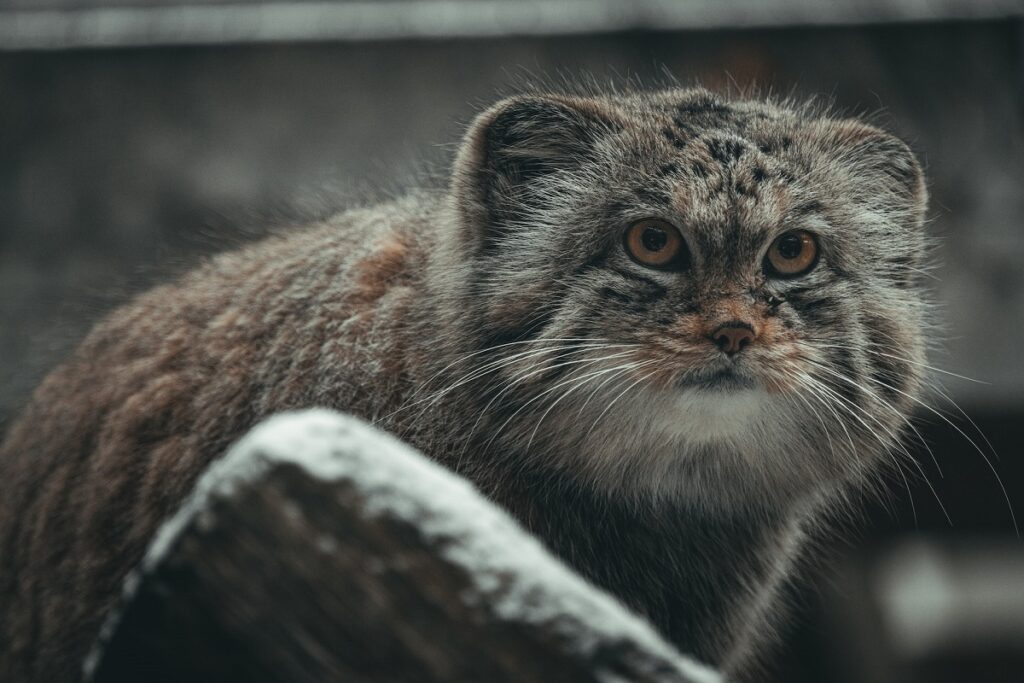 Russia will be first to develop zoo keeping and breeding guidelines for Pallas’s cats