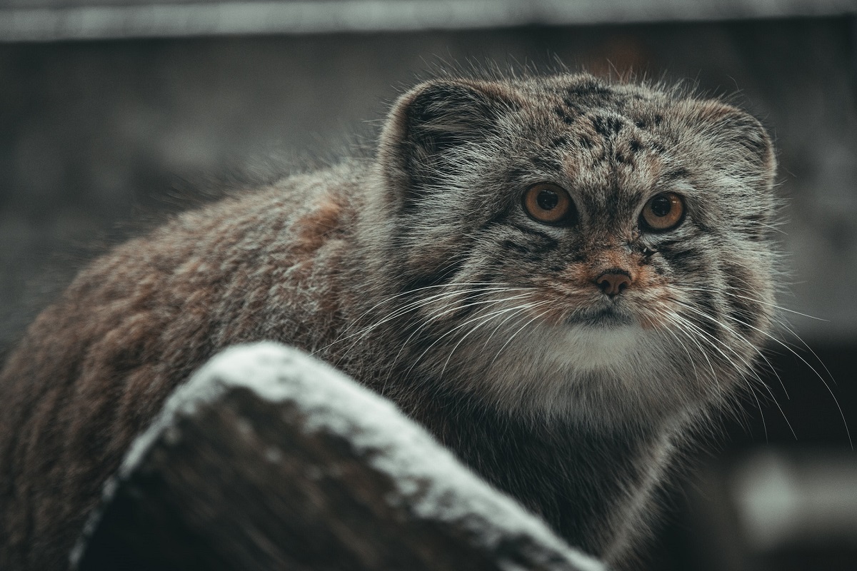 Russia will be first to develop zoo keeping and breeding guidelines for Pallas's cats