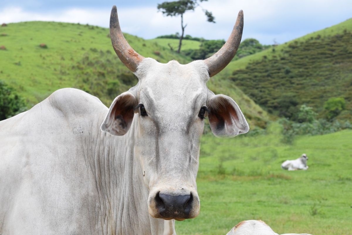 «Агроэкспорт» назвал самую дорогую корову в мире