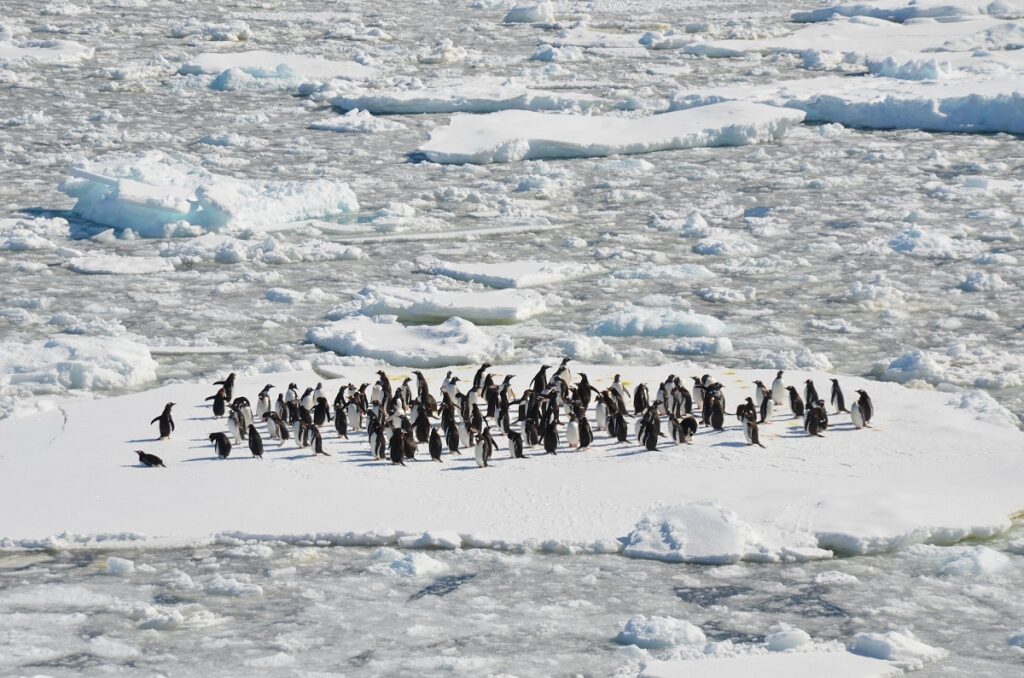 Грипп птиц обнаружили у пингвинов вблизи Антарктиды