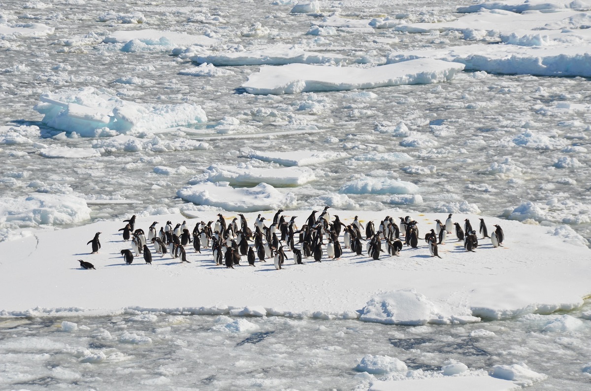 Ученые пытаются установить причины массовой гибели пингвинов в Антарктиде
