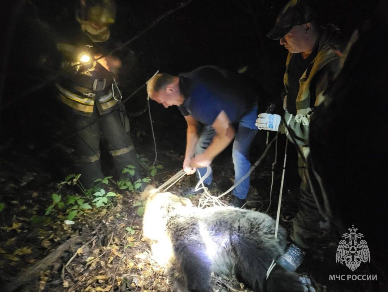Спасатели сняли медведя с дерева в Костроме