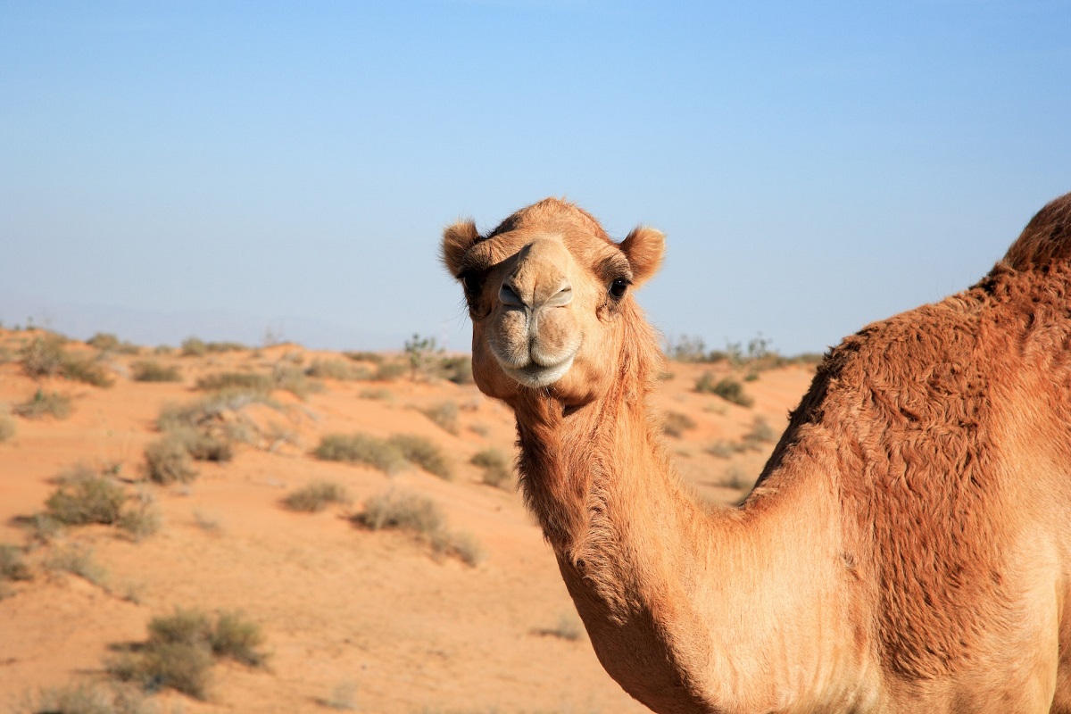 ООН объявила 2024 год Международным годом верблюдовых
