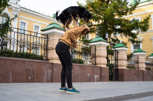 Кинологи рассказали, какие собаки плохо поддаются дрессировке
