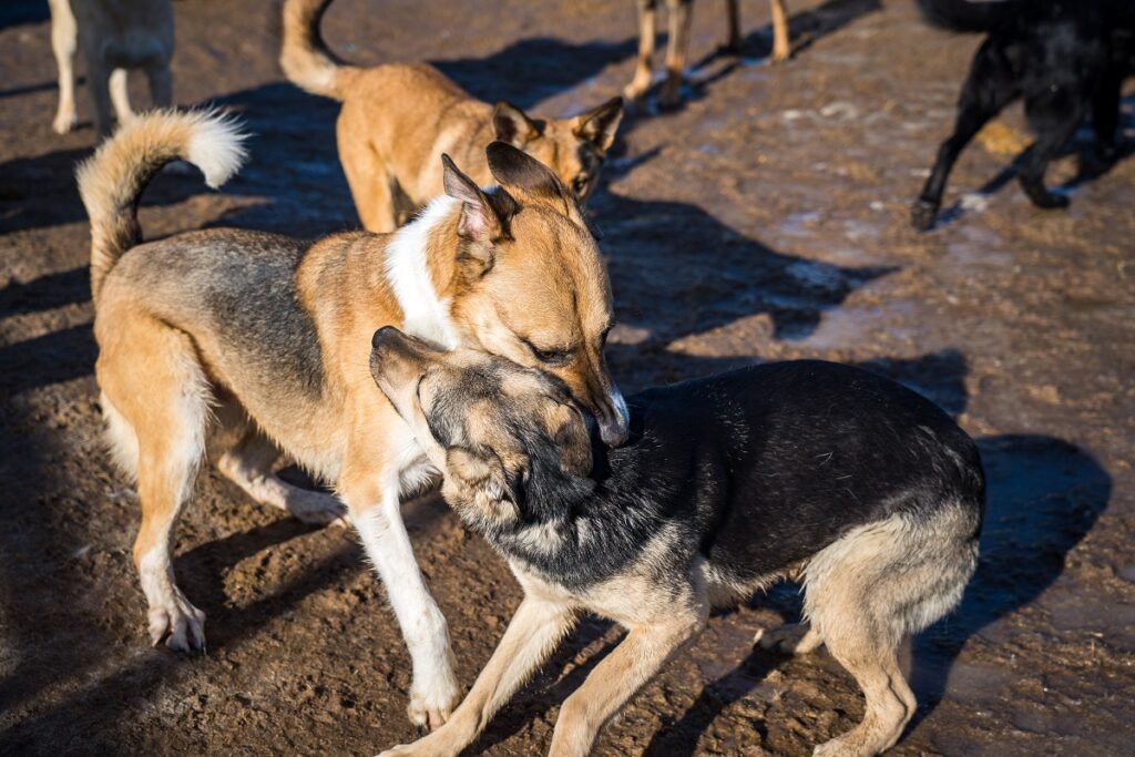Суд оштрафовал россиянку, кормившую стаю бродячих собак