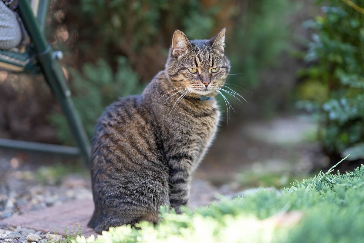 В ивановской исправительной колонии поймали кота с наркотиками для  осужденных | Ветеринария и жизнь