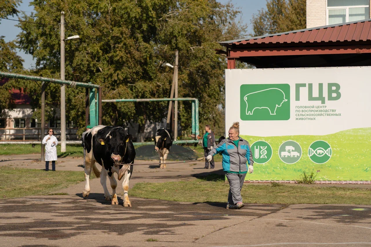 На выставке в Подмосковье представили лучших быков-производителей – фоторепортаж