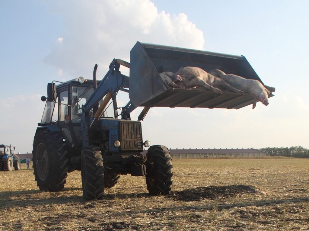 Russian manufacturer receives record compensation for hogs lost to ASF