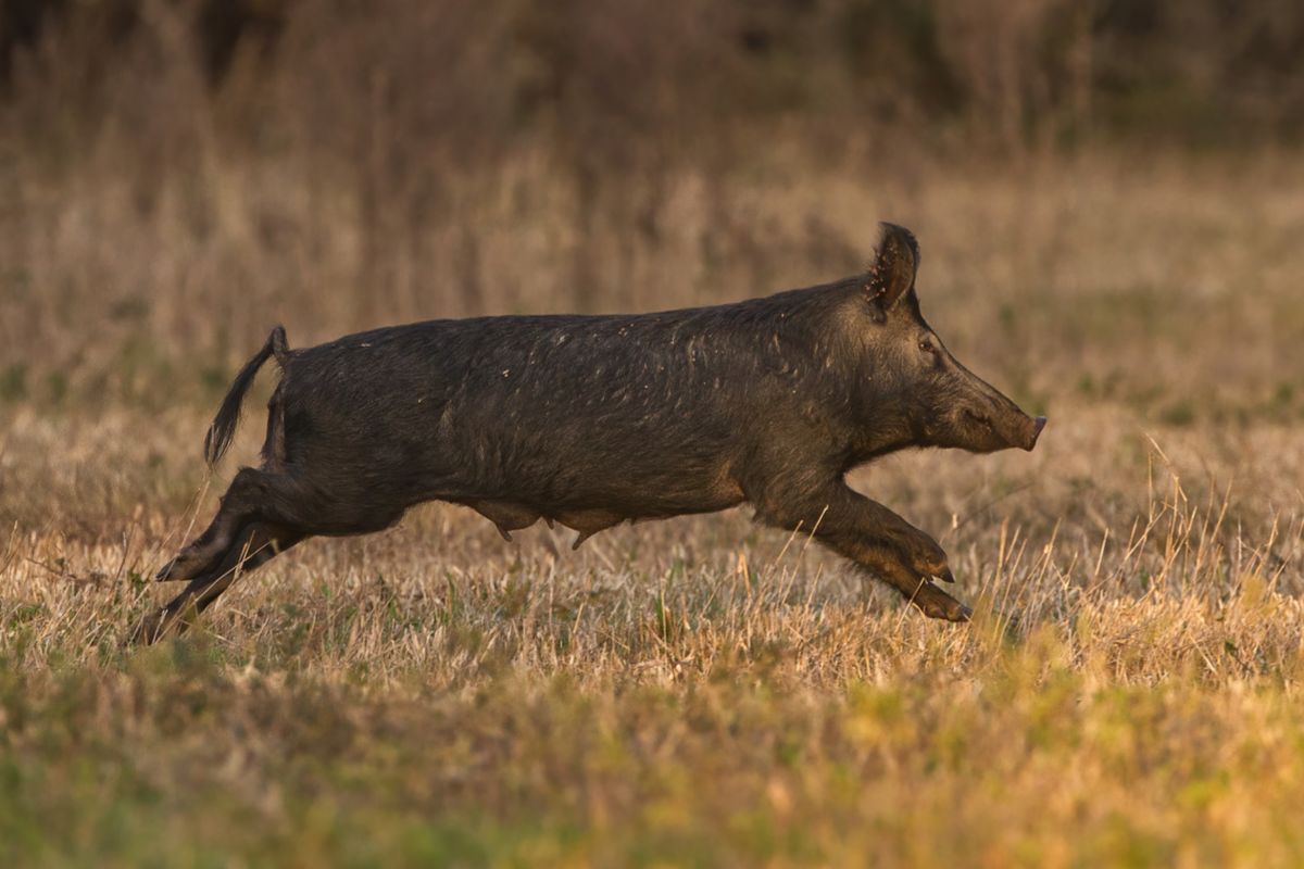 Американские ученые нашли способ контролировать численность популяции диких свиней