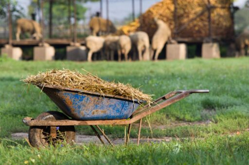 Российские ученые приступили к испытанию удобрений на основе отходов животноводства