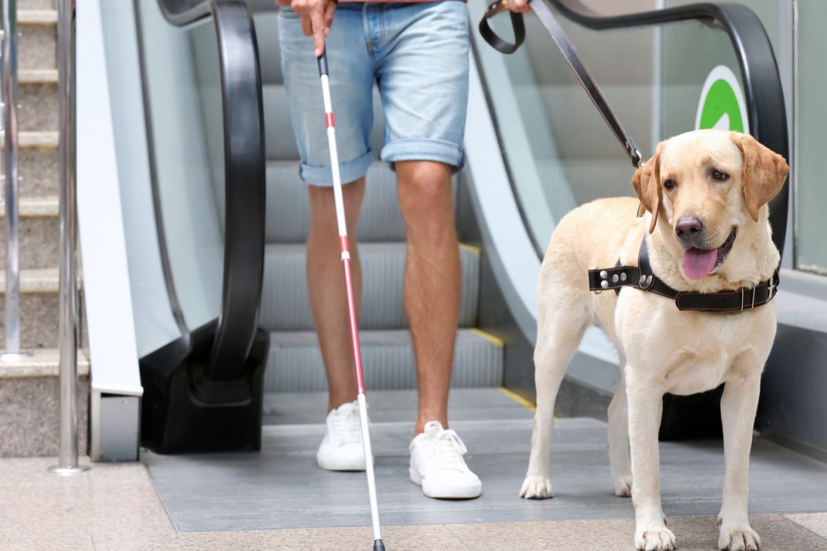 Собаки каких пород лучше всего подходят на роль проводников в метро