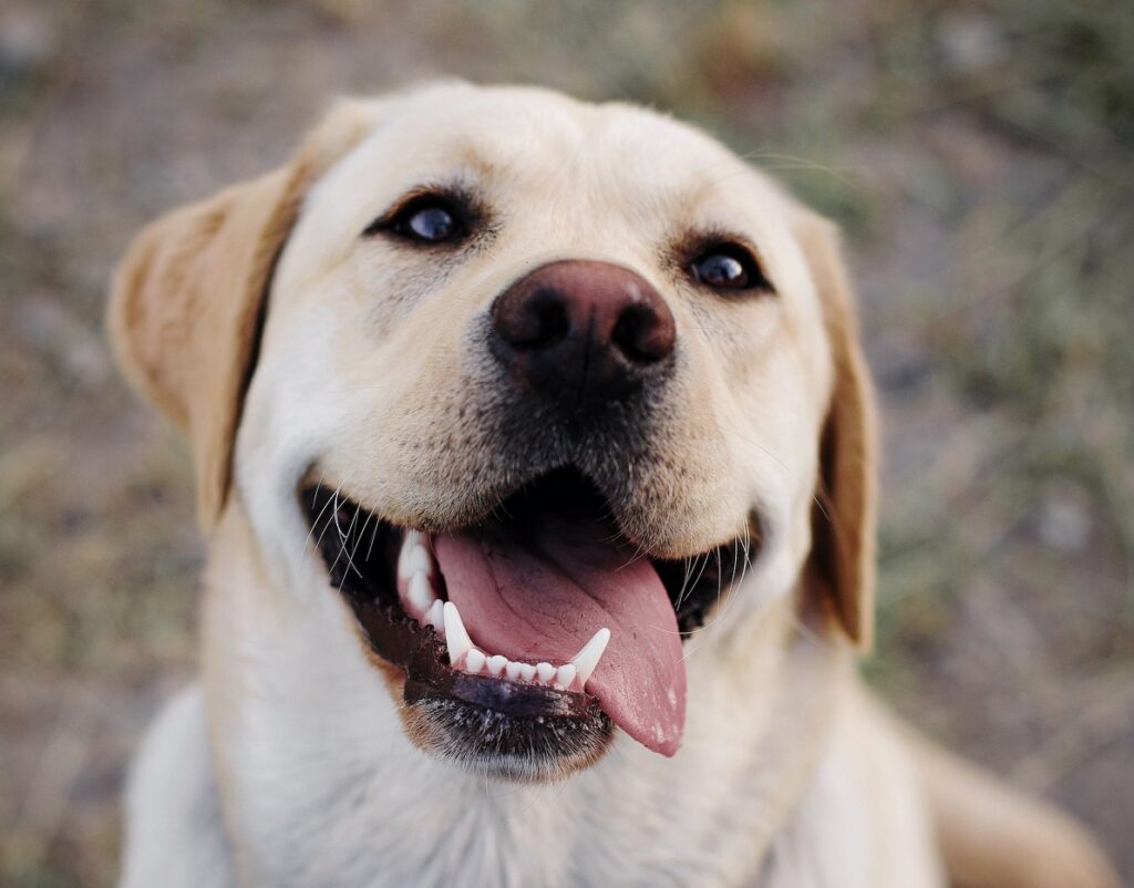Ученые установили породы собак, способных запоминать больше 100 слов