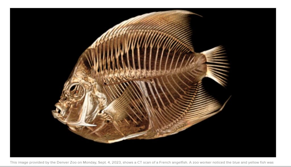 В США обследовали тропическую рыбку при помощи компьютерной томографии