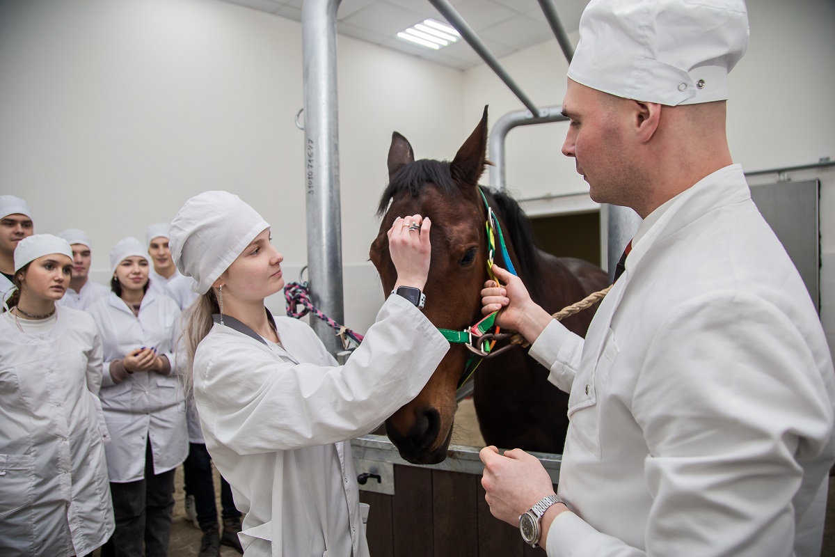 В России запустят образовательный эксперимент по открытию ветеринарной интернатуры