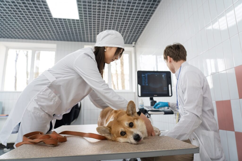 Росстат отмечает рост цен на ветеринарные услуги