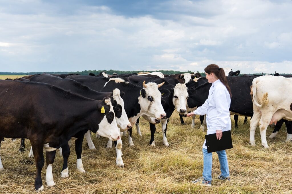 Эксперты назвали главные ошибки животноводов при воспроизводстве коров