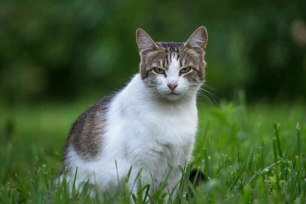 Ученые изучили влияние серебряной лозы на здоровье кошек