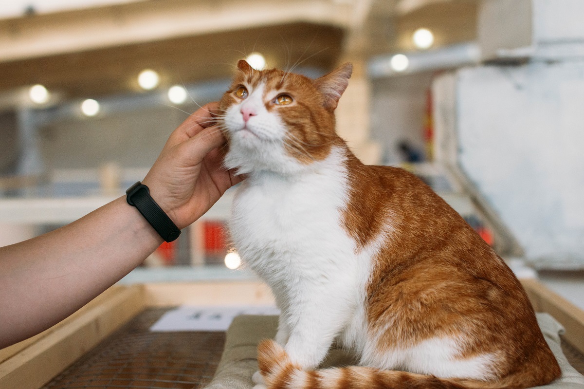 Зоозащитники организуют в Москве выставку кошек из приюта, чтобы найти им дом