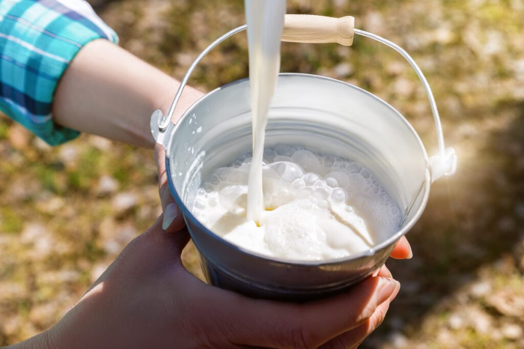 На фермах «Агропромкомплектации» поставили рекорд по валовому надою молока за сутки