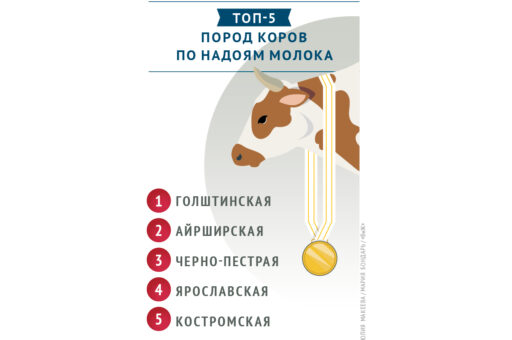 Эксперты назвали самые молочные породы коров