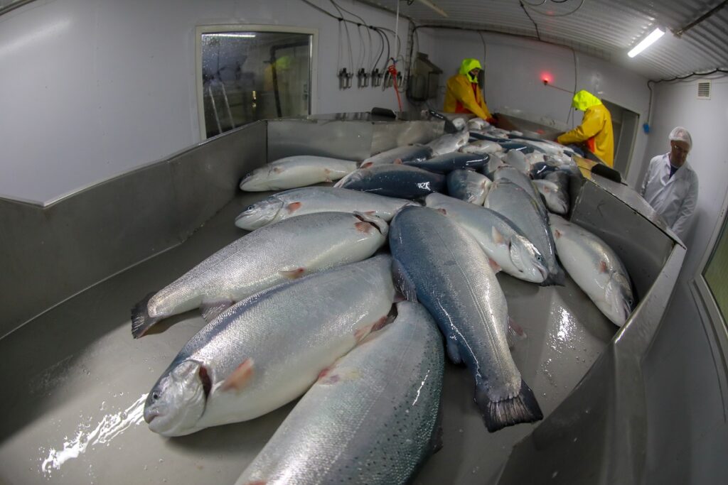 Аналитики прогнозируют двукратный рост объема мирового рынка лососевых