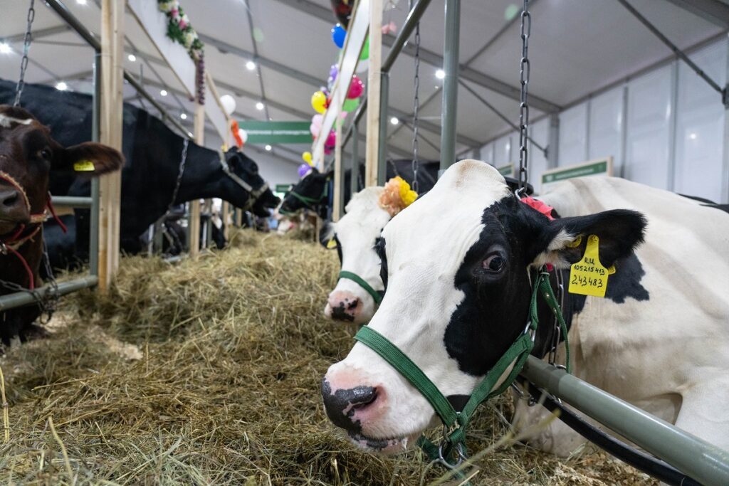 Управлять молочными фермами поможет искусственный интеллект