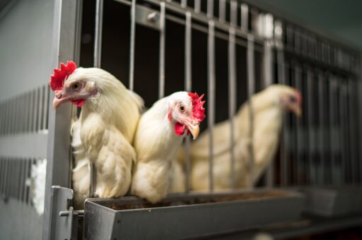 Ученые увеличивают экологичность топлива при помощи куриных перьев