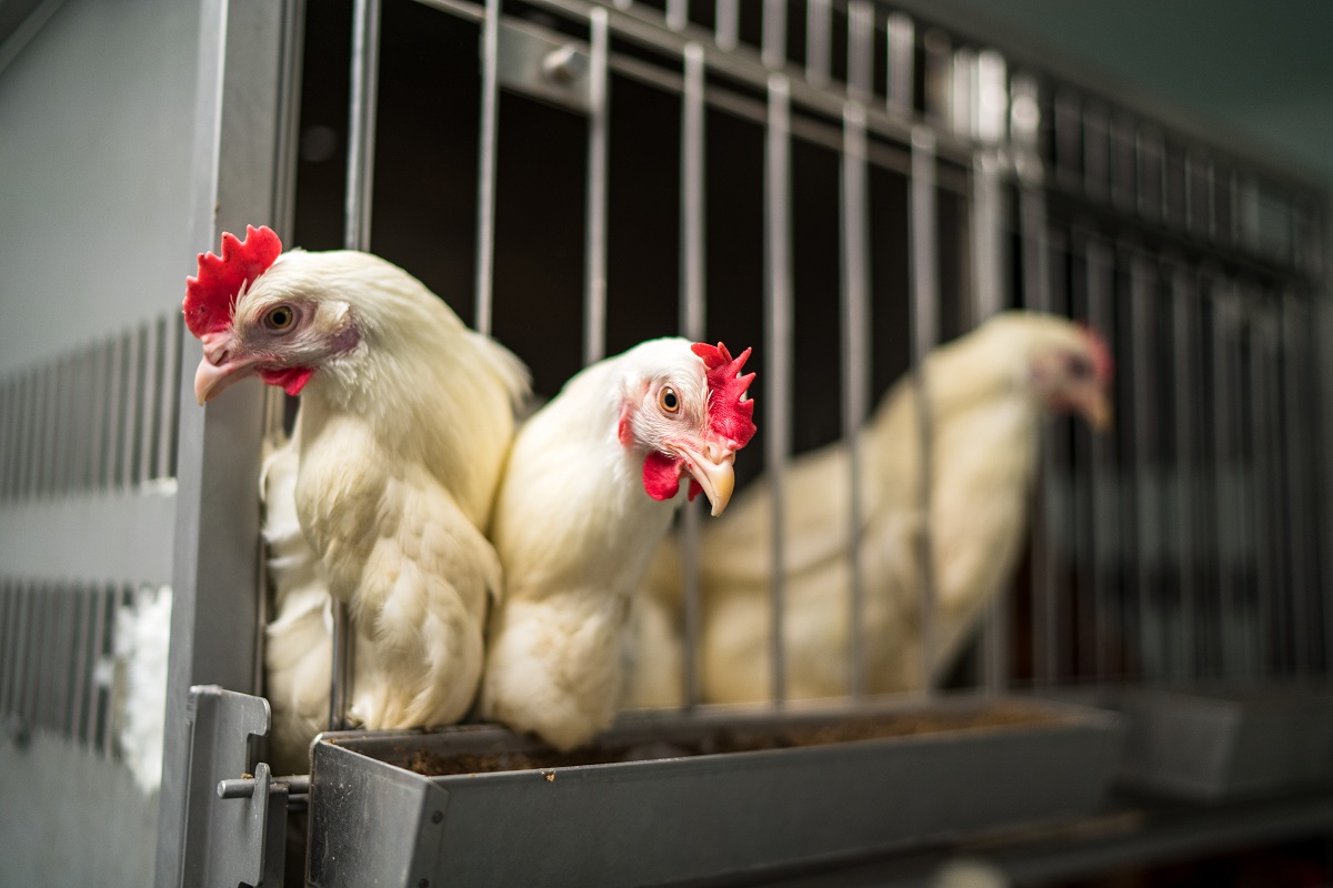 Ученые увеличивают экологичность топлива при помощи куриных перьев