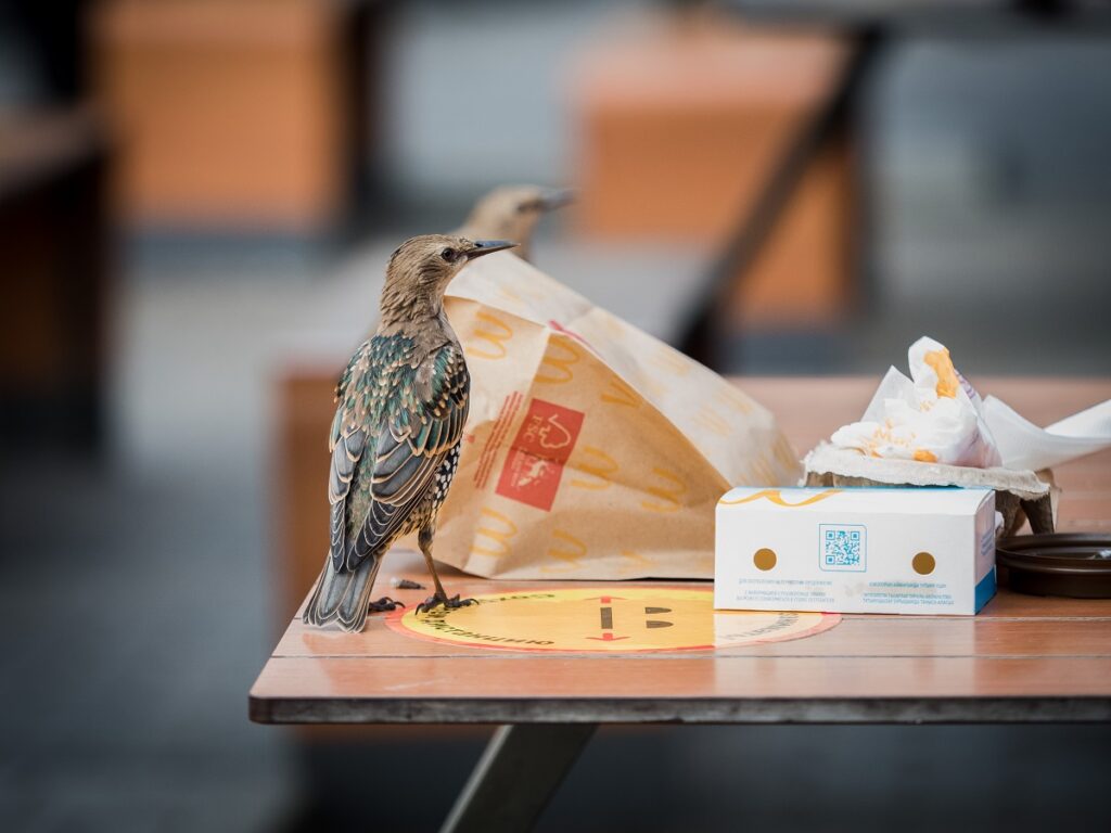 Более тысячи птиц погибли за один день из-за столкновения со зданием в Чикаго