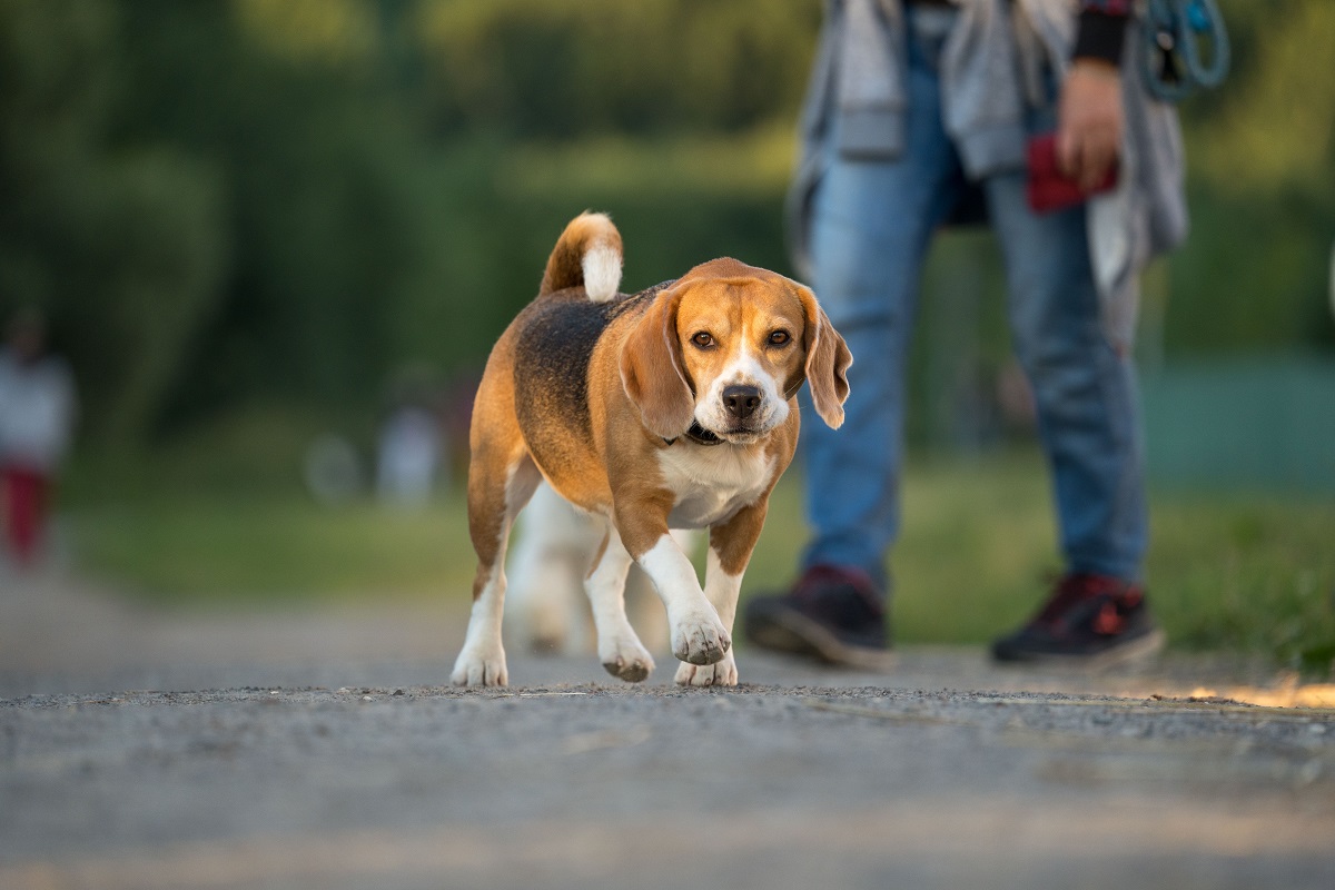 Эксперты ВНИИЗЖ напомнили об опасности пироплазмоза для собак