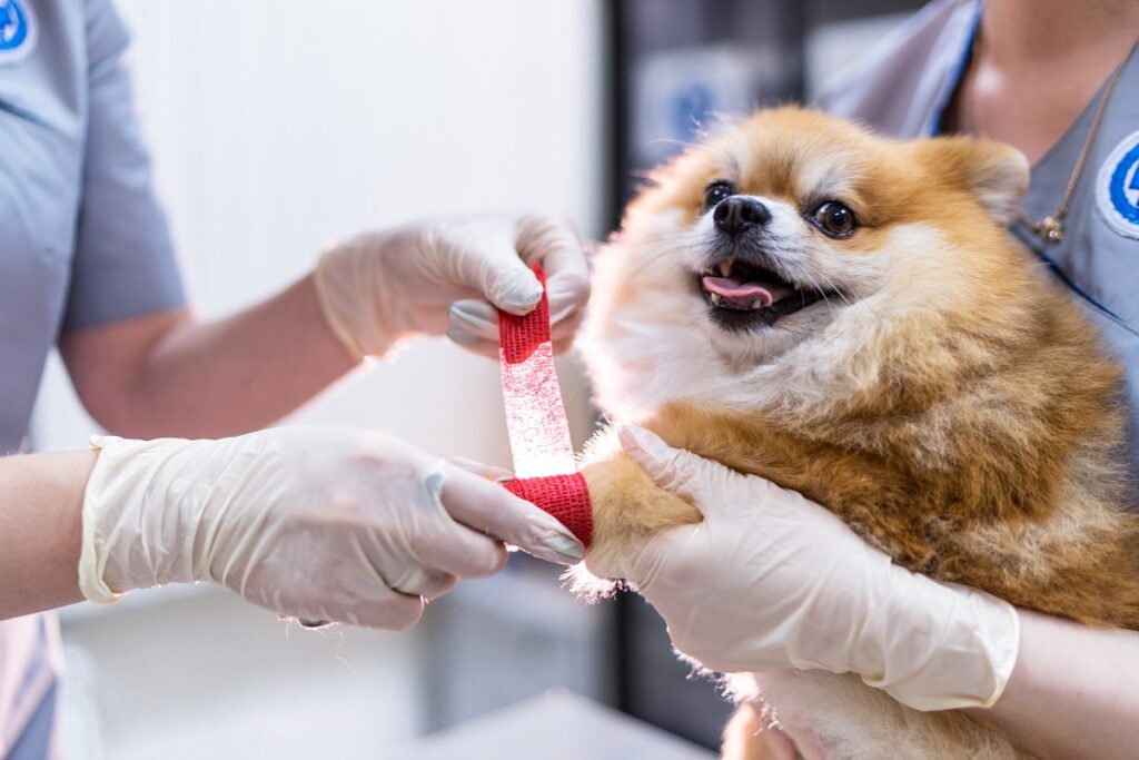 В Санкт-Петербурге приостановили бесплатную вакцинацию собак