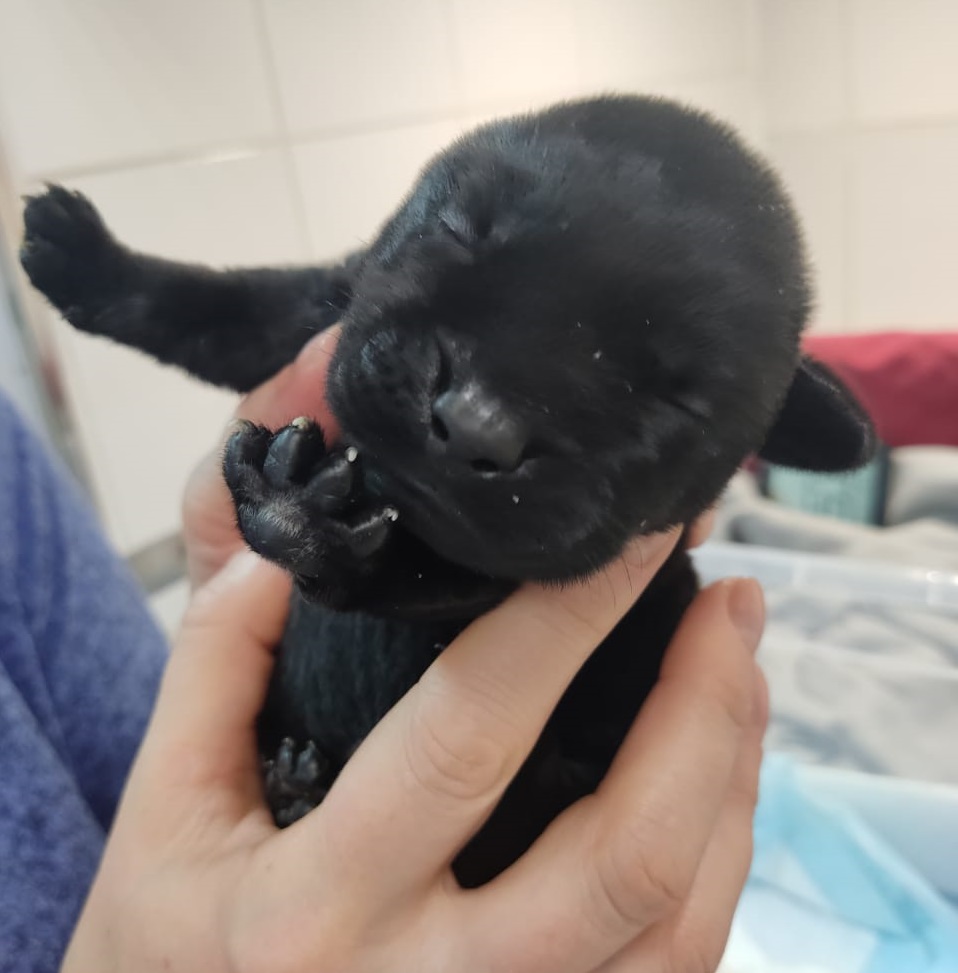 First-ever Puppy born via IVF in Russia