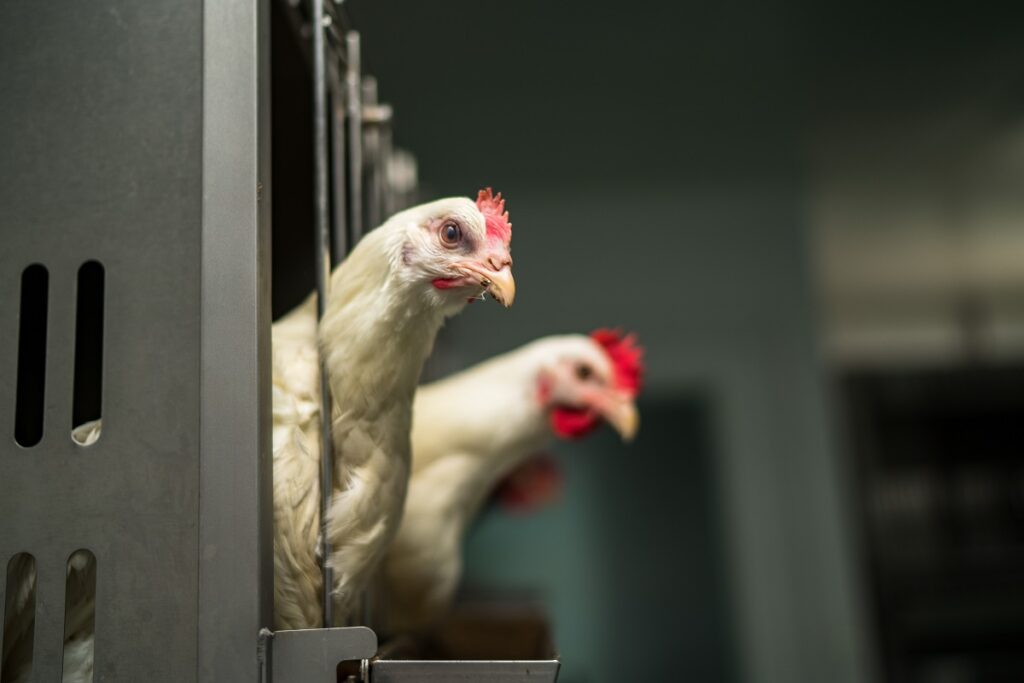 Young DSTU Scientists Granted 1.5 Million Rubles to Implement Innovative Neural Network for Chicken Stress Detection