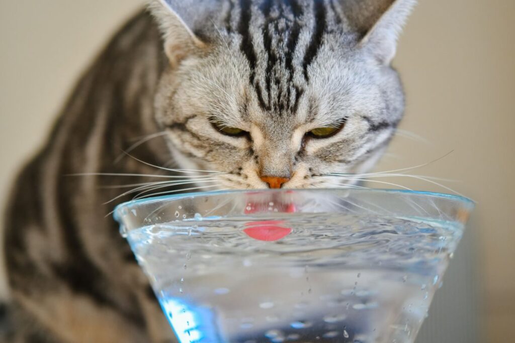 Ветврачи рассказали, какую воду можно давать кошке