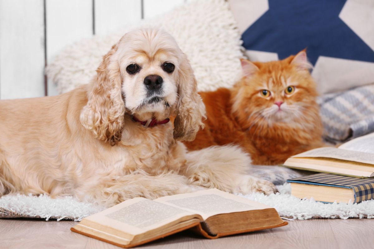 Ученые выясняют, кто умнее: собаки или кошки | Ветеринария и жизнь