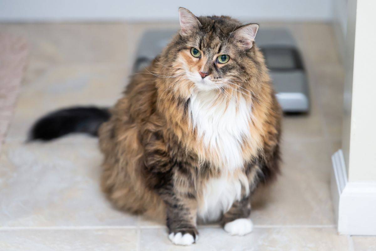 Ветврач предупредила о последствиях ожирения для домашних кастрированных кошек
